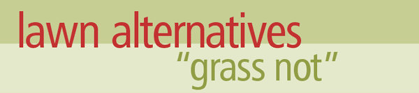 lawn alternatives - 'grass not'