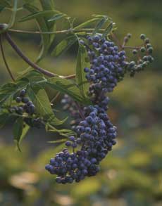 Elderberry cluster on the tree