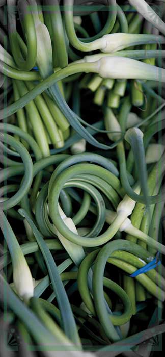 Garlic Scapes