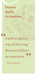 Flower Frogs, Garlic, Iris, Seedlings