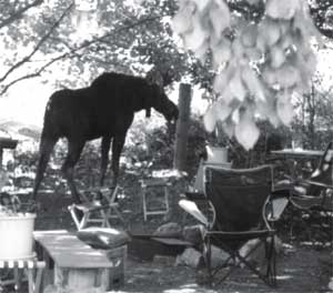 Mr. Moose