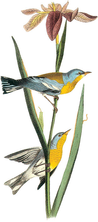 birds perching on iris stalk