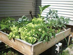 Krystal's salad table