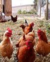 Chickens
