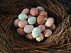 Eggs