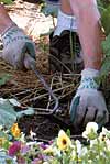 Gardening