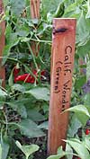 Peppers in the Greenhouse