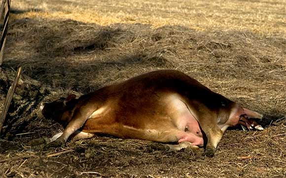 Molasses' hooves breaching