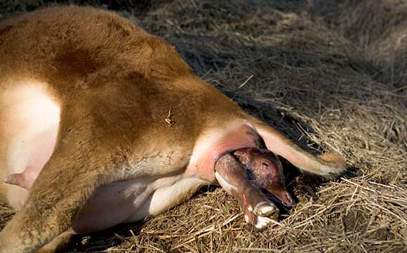Molasses' emerging, head out