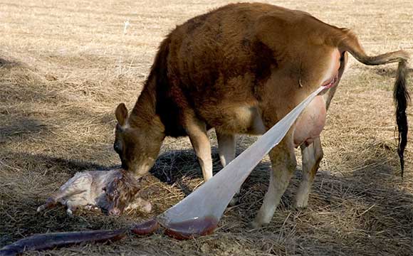 Molasses rests. Chocolate checks on her, expelled afterbirth trailing out.