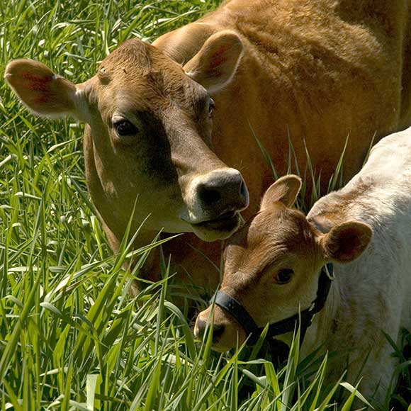 Chocolate and Molasses, mother and child