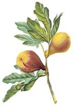Botanical Painting of Fig Fruits and Leaves