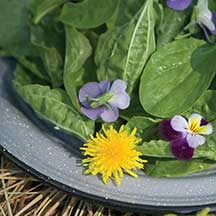 Dandelion flowers and some greens