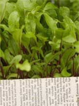 Sprouts and Newspaper