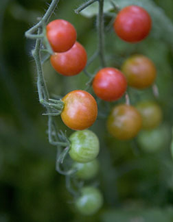 topsy-turvy tomatoes