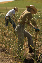 digging garlic